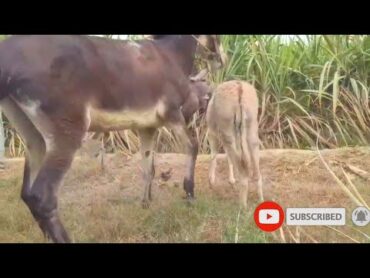 Donkey Mating  First time ! Animals mating New compilation  Donkey Mating / تزاوج الحمير تزاوج الح