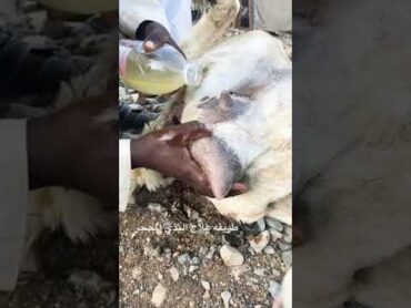 علاج ثدي الضان بالملح والماء والزيت الزيتون ميه بالميه انشاءالله