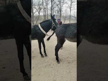 Funniest Donkey Ever! Donkey Training the fun way! 235