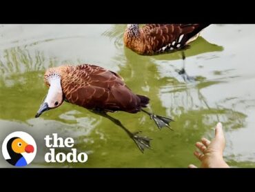 Ducks Ask Woman To Help Their Friend Who Isn&39;t Moving  The Dodo