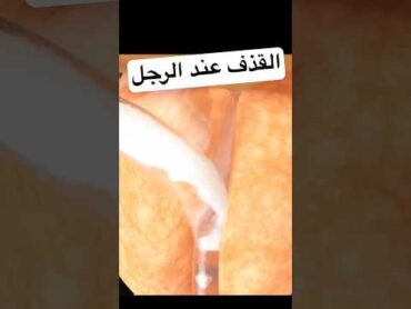 القذف عند الرجل الحمل شورت التؤام التبويض سرعة القذف