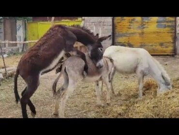 donkey mating