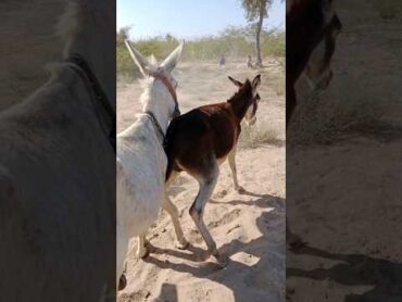 animals donkeys jungles