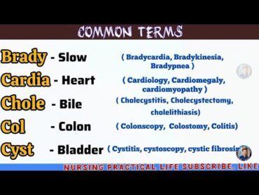 Common Medical Abbreviation  Medical terms  Suffixes  Prefixes  Medical terms / terminology.