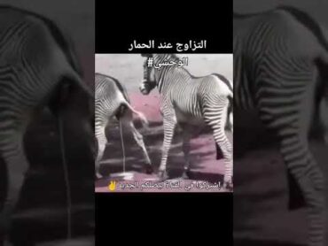 التزاوج عند الحمار الوحشي