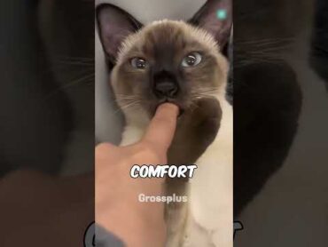 Why do cats love sucking fingers? shorts science