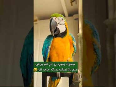 🛑بچه پررو بهم میگه حرف نزن😆😆😆😆😆     birds parrot pets cockatil anime funny cockatiel