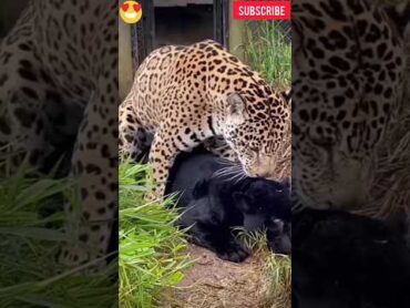 Black Panther &  tiger  🐯 mating shorts viral lion viralshorts