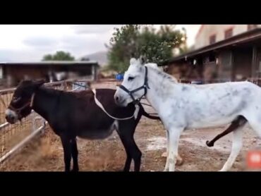 Horse and Donkey Frist Meeting Live