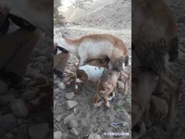 خمسه ضروع في نعجه سبحان الله شوف الااخير وضحك