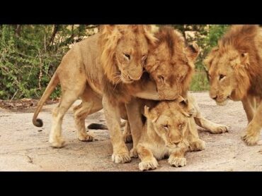 3 Male Lions Go For 1 Lioness!