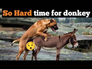 Unbelievable Bulldog and Donkey Mating! 🐶🦙  Surprising Mating Behavior Explained"