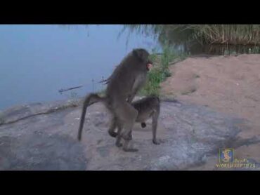 Love is in the air; mating time for the Chacma Baboon!