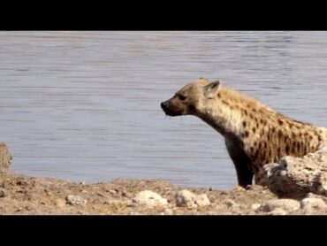 Hyena mating in the waterhole   Etosha Pan