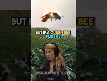 The Tragic Mating Ritual Of Queen Bees  JRE featuring Erika Thompson