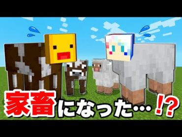 【幸せな家畜生活…だった…⁉️】マイクラでヒツジとウシとウマとして生きるサバイバル生活は大変だった😱恐怖の村人が居る農場から脱獄しようとした結果！？【まいくら マインクラフト】ぽっぴんず