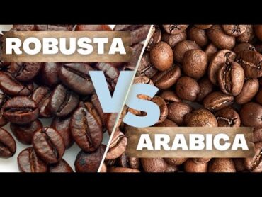 The Difference Between ARABICA and ROBUSTA  The Two Best Friends that Hate Each Other