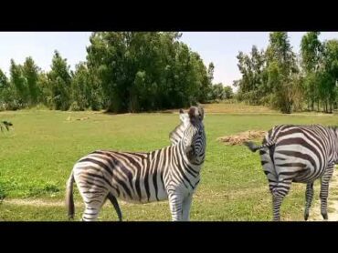 Zebra mating. animal videos