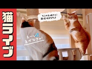 2025.3.15　ニャンコ部屋から生放送！〜猫らの寝相ウォッチング〜