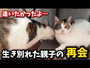 生き別れになった親子猫が感動の再会を果たしました