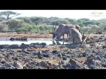 Baboons Mating *Not for sensitive viewers* Shorts  Great Plains Conservation