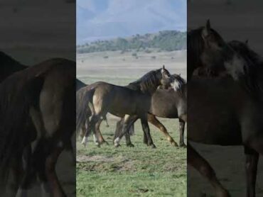 How horses mating  animals mate  mating period  wild animals