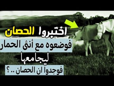 اختبروا   الحصان  فوضعوه مع أنثى الحمار