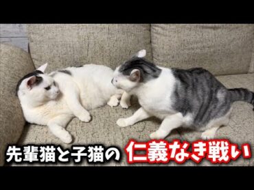 猫の喧嘩でこんな笑える結末ってある？