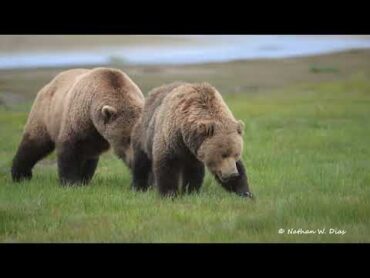 Brown Bears mating  close approach.  Katmai National Park.   June 13, 2024.