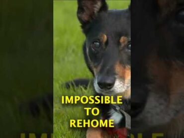 Why Rehoming This Dog Is So Difficult rspca