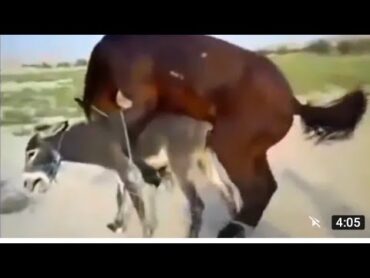 October 9, 2022Super Murrah Horse and Donkey Meeting First time May 2022