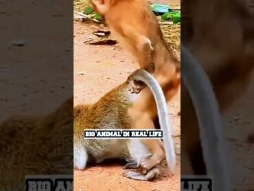 Monkey  MATINGbandar funny playing   PLAYING Videos CompilationANIMALS & PETS WORLD😍🤣