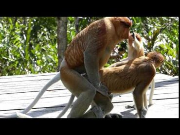 Proboscis monkeys mating disrupted by a juvenile pulling the male&39;s nose