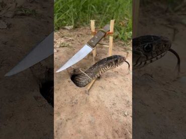 Simple DIY big snake trap using Knifecreativesnaketrap