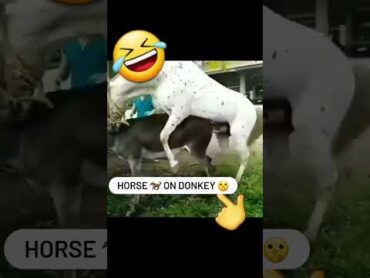 Horse on DONKEY  horse horselover   petlover  animals  animallovers cute  donkey  petsworld