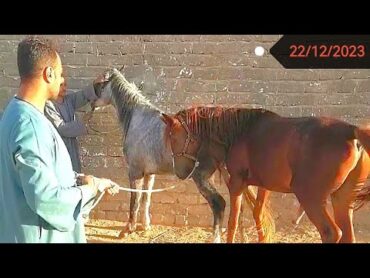 تزاوج حصان أصفر مع فرس خضراء بتاريخ 22 /12 /2023
