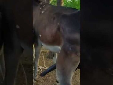 تزاوج خيول تزاوج الخيول