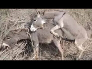 A Male and Female Donkey Mating Eachother Enjoy donkey viralvideo youtube matingseason breeding