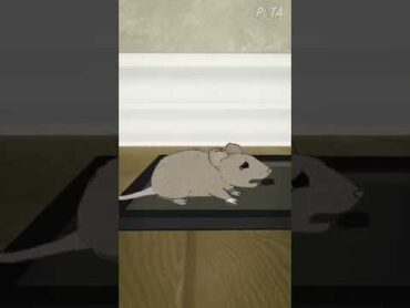 粘着トラップを使ってはいけない理由【短編アニメ】