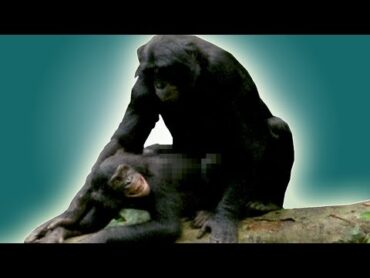 How do animals have sex?  BBC Earth Explore
