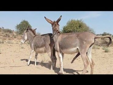 Donkeys Mating and Enjoying in desert jungle @Animalslife142 @MP2animals trending
