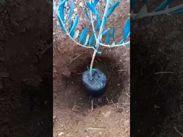 كيف تزرع شتلات الزيتون في دقائق 🌳🫒How to plant olive seedlings in minutes