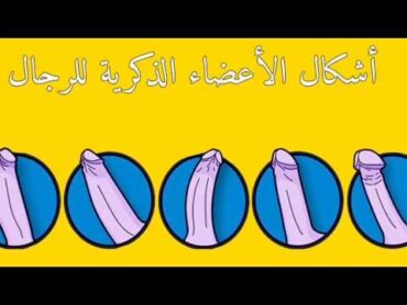 القضيب المفضل عند النساء