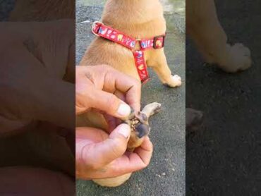 dog foot full of ticks