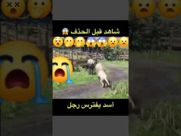 شاهد قبل الحزف اسد ياكل رجل يفترس ياكل خوف رعب انسان حيوان