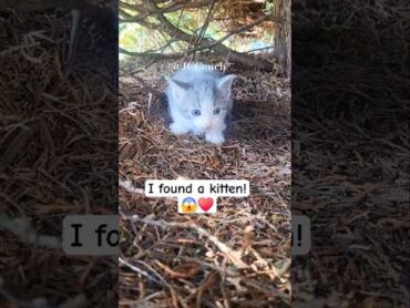 OMG! Too cute kitty/ shorts kitten cat catshorts catlovers shortsvideo