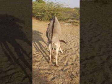 donkey love in desert 🫏 animals donkey shorts short الحمارالحمار الأسود دبيحب الحمار