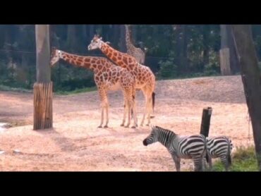 Funny and cutest animals 😂😍 cute beautiful funny animals nature relaxing viralvideo fyp