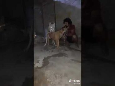 لحضة تهجين بين الذئب ماكس وكلب  المالينو وضاح الموالي