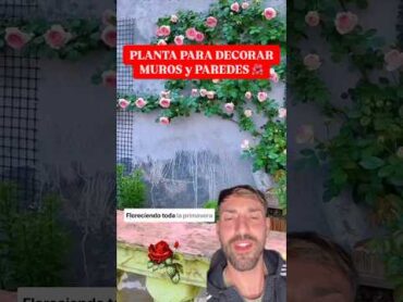 La mejor Planta para Decorar Muros y Paredes 🌸